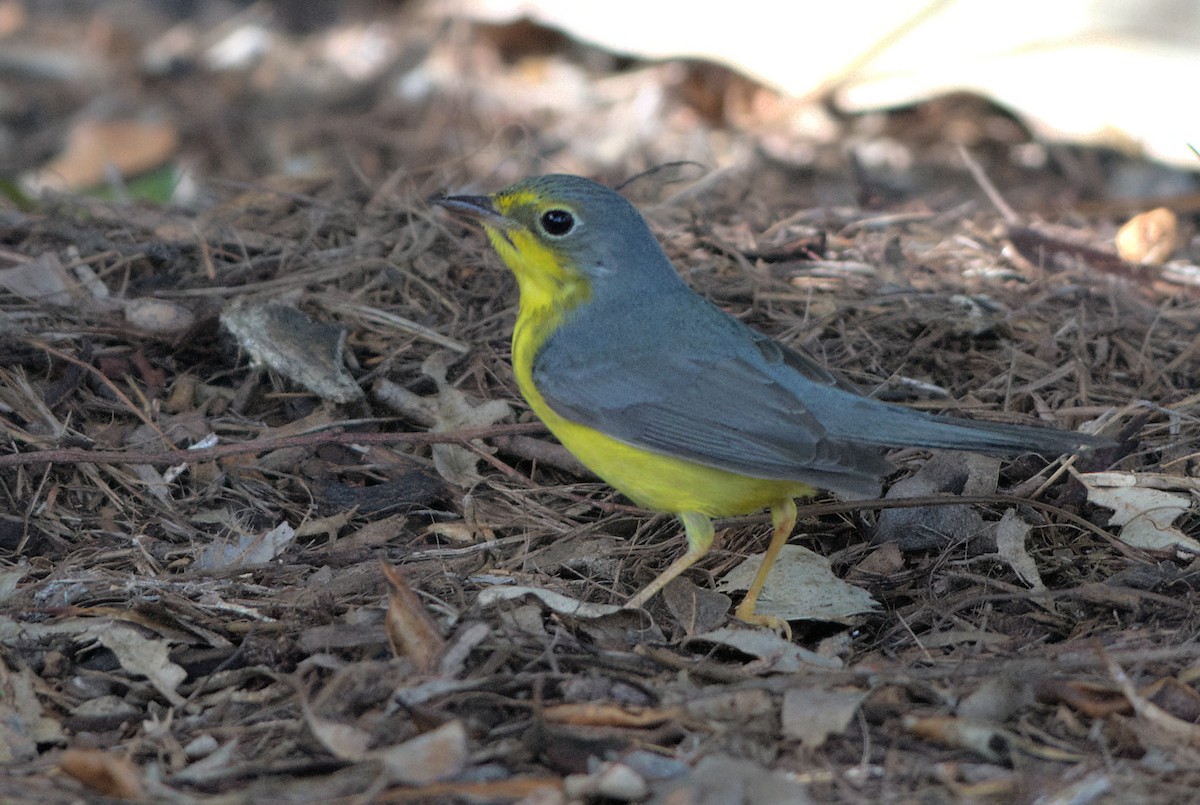Канадская вильсония - ML646037525