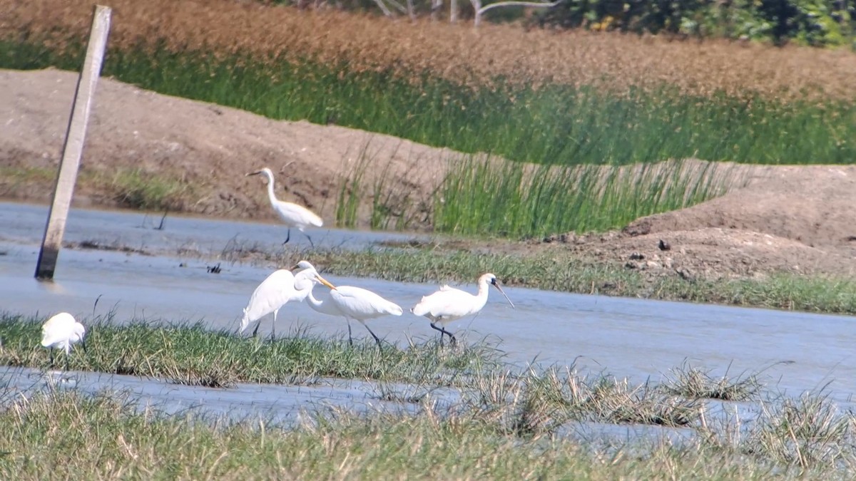 Black-faced Spoonbill - ML646037526