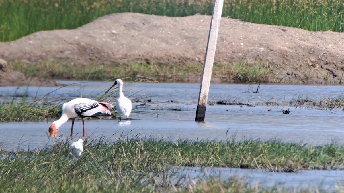 Black-faced Spoonbill - ML646037527