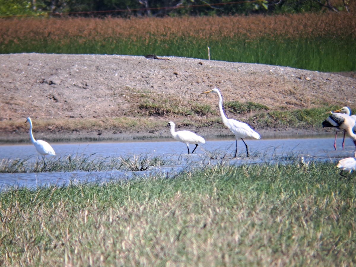 Black-faced Spoonbill - ML646037528