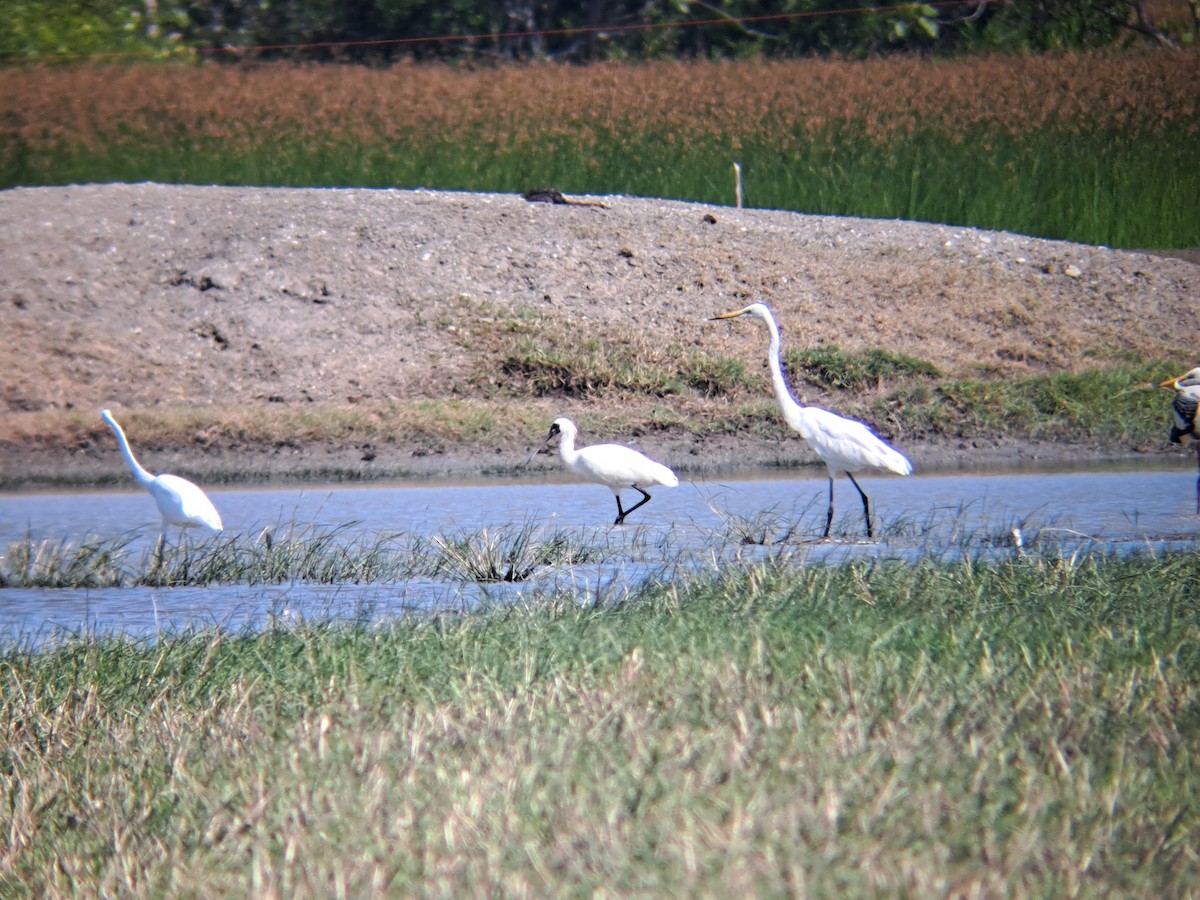 Black-faced Spoonbill - ML646037529