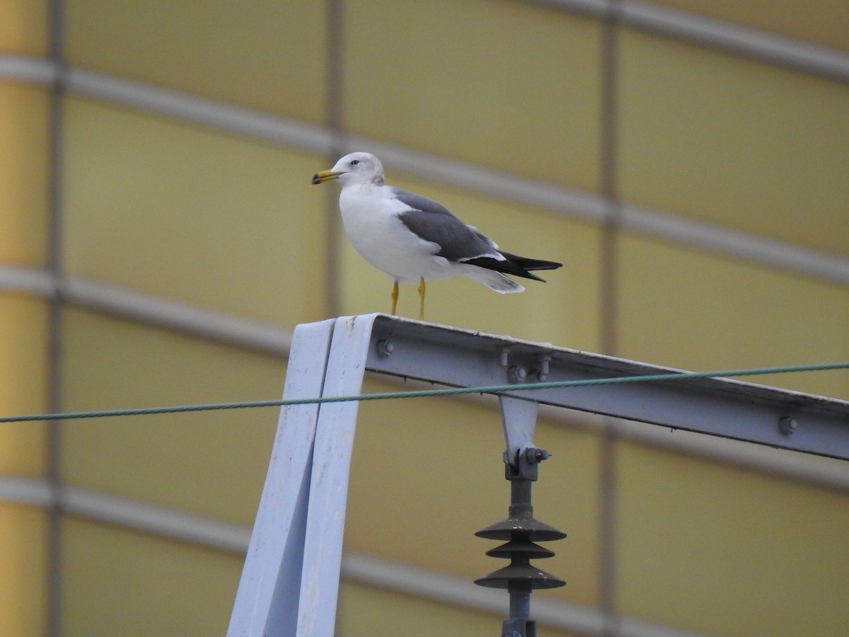 Мартин чорнохвостий - ML646037531