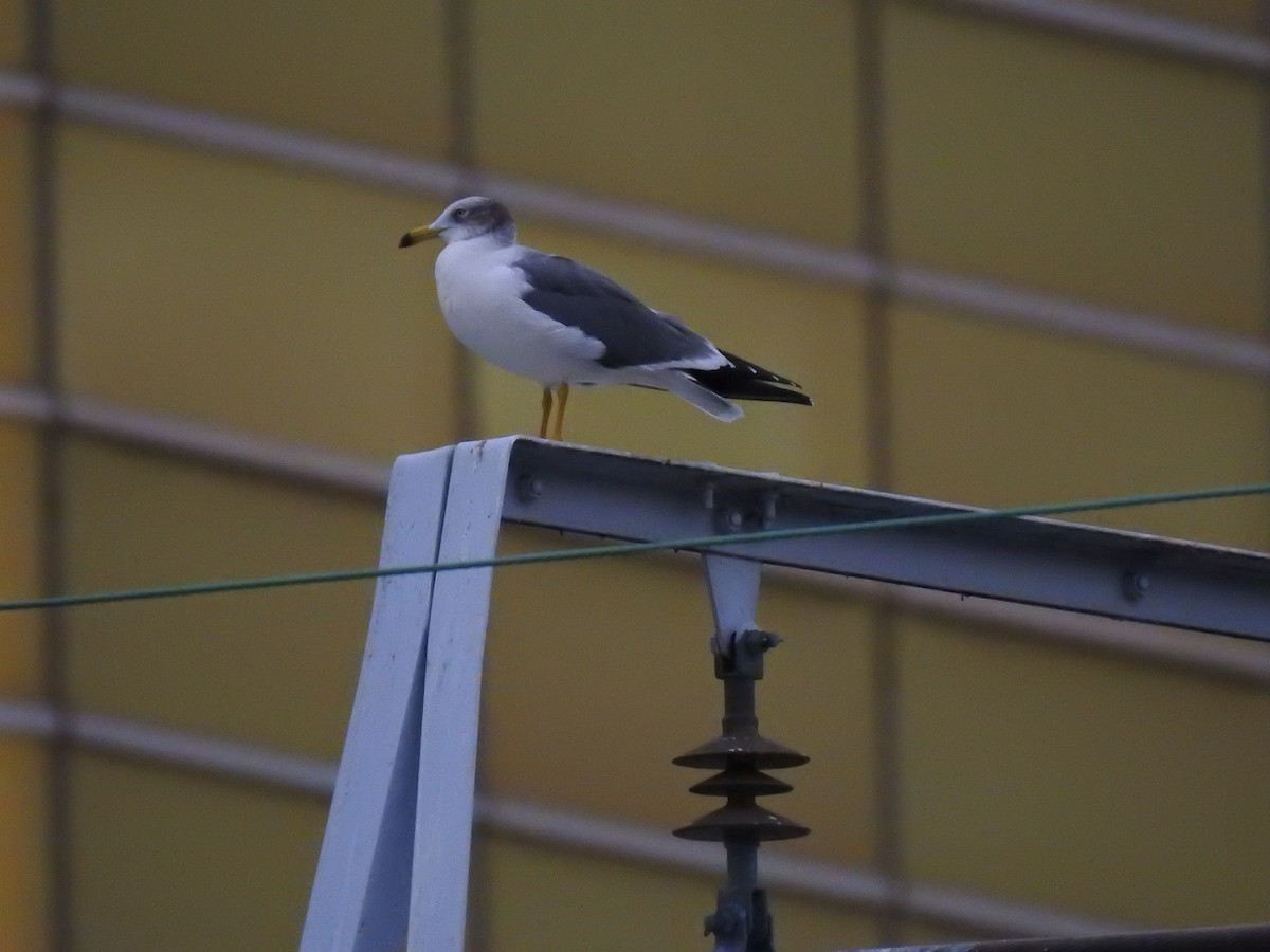 Мартин чорнохвостий - ML646037532