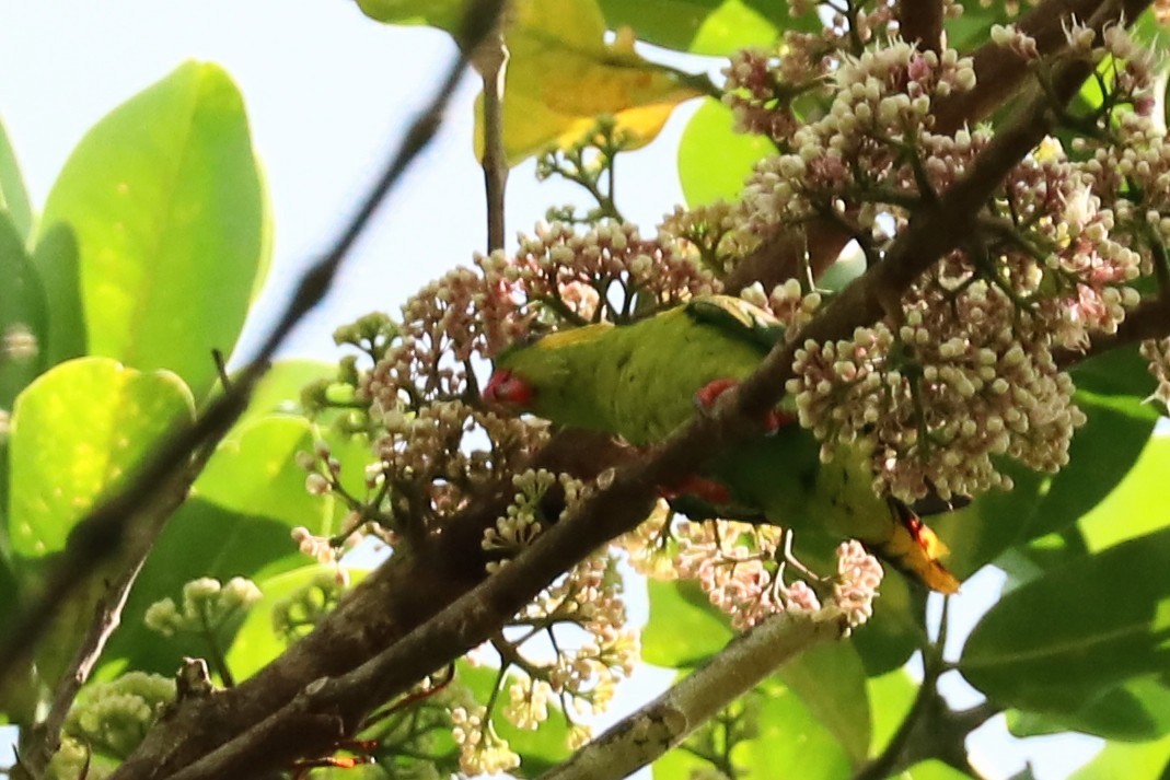 Red-flanked Lorikeet - ML646037537
