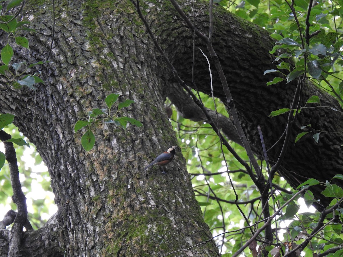 Гаїчка японська - ML646037552