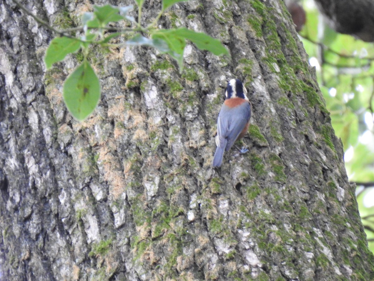 Гаїчка японська - ML646037553