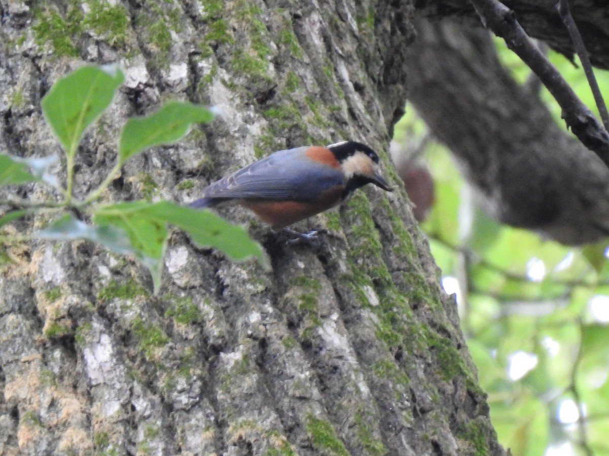 Гаїчка японська - ML646037559