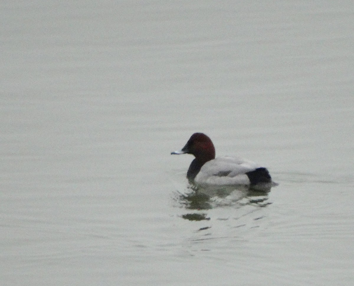 Common Pochard - ML646037560