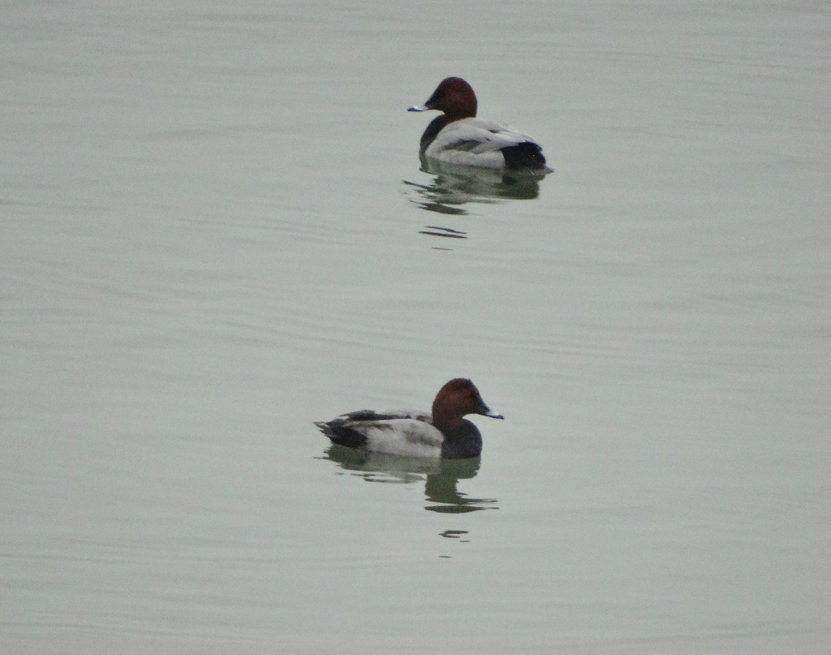 Common Pochard - ML646037561