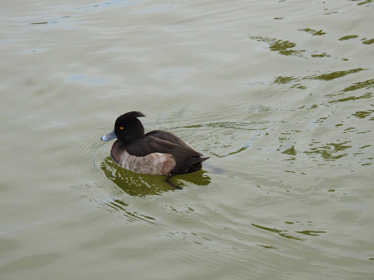 Чернь чубата - ML646037568