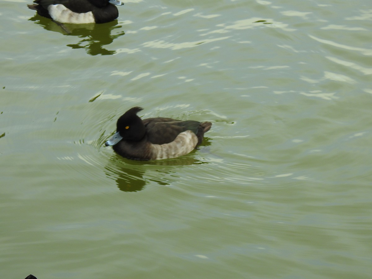 Чернь чубата - ML646037569