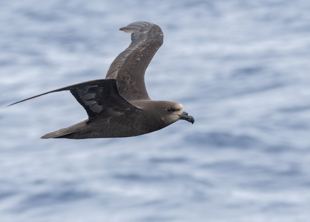 Gray-faced Petrel - ML646037570