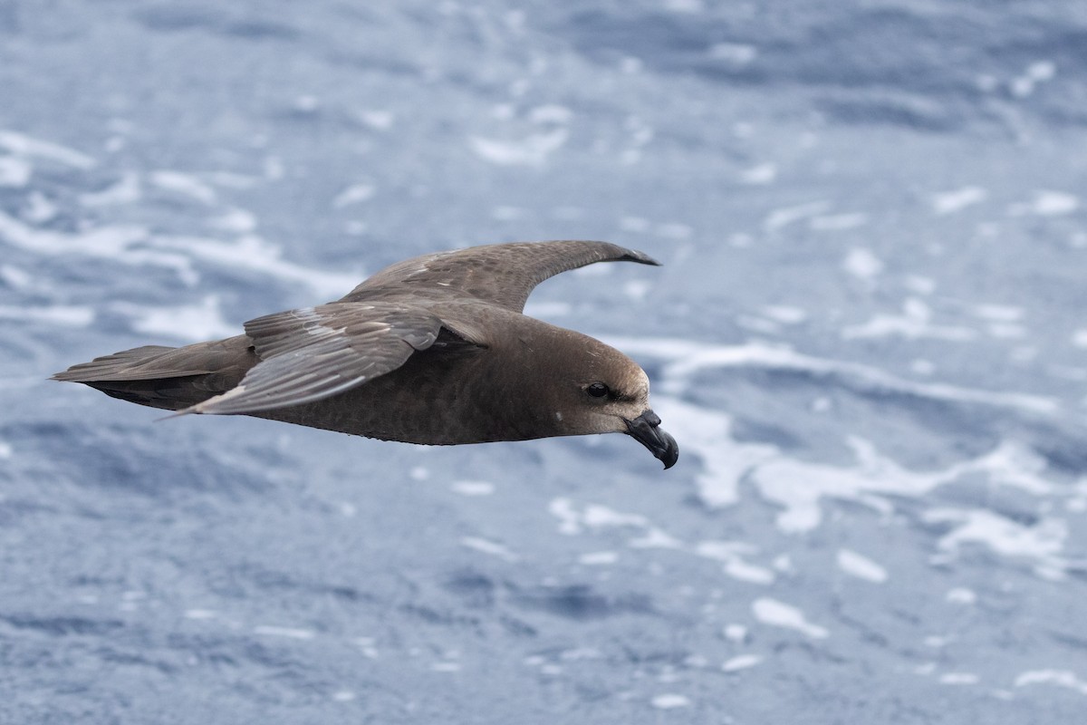Gray-faced Petrel - ML646037572