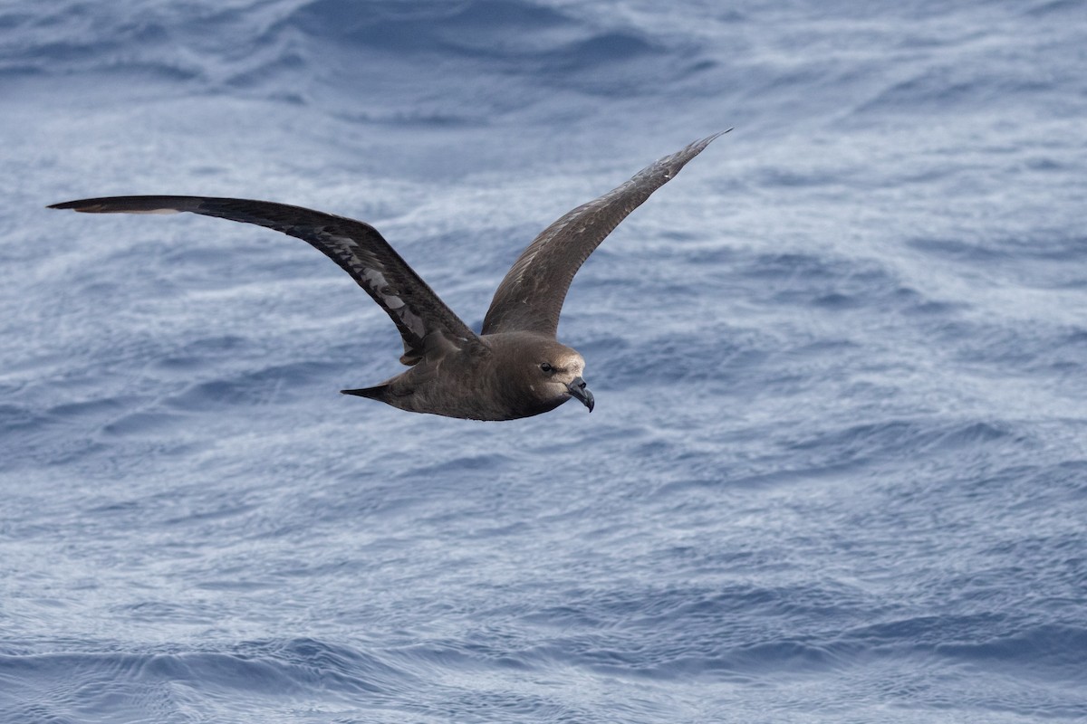 Gray-faced Petrel - ML646037573