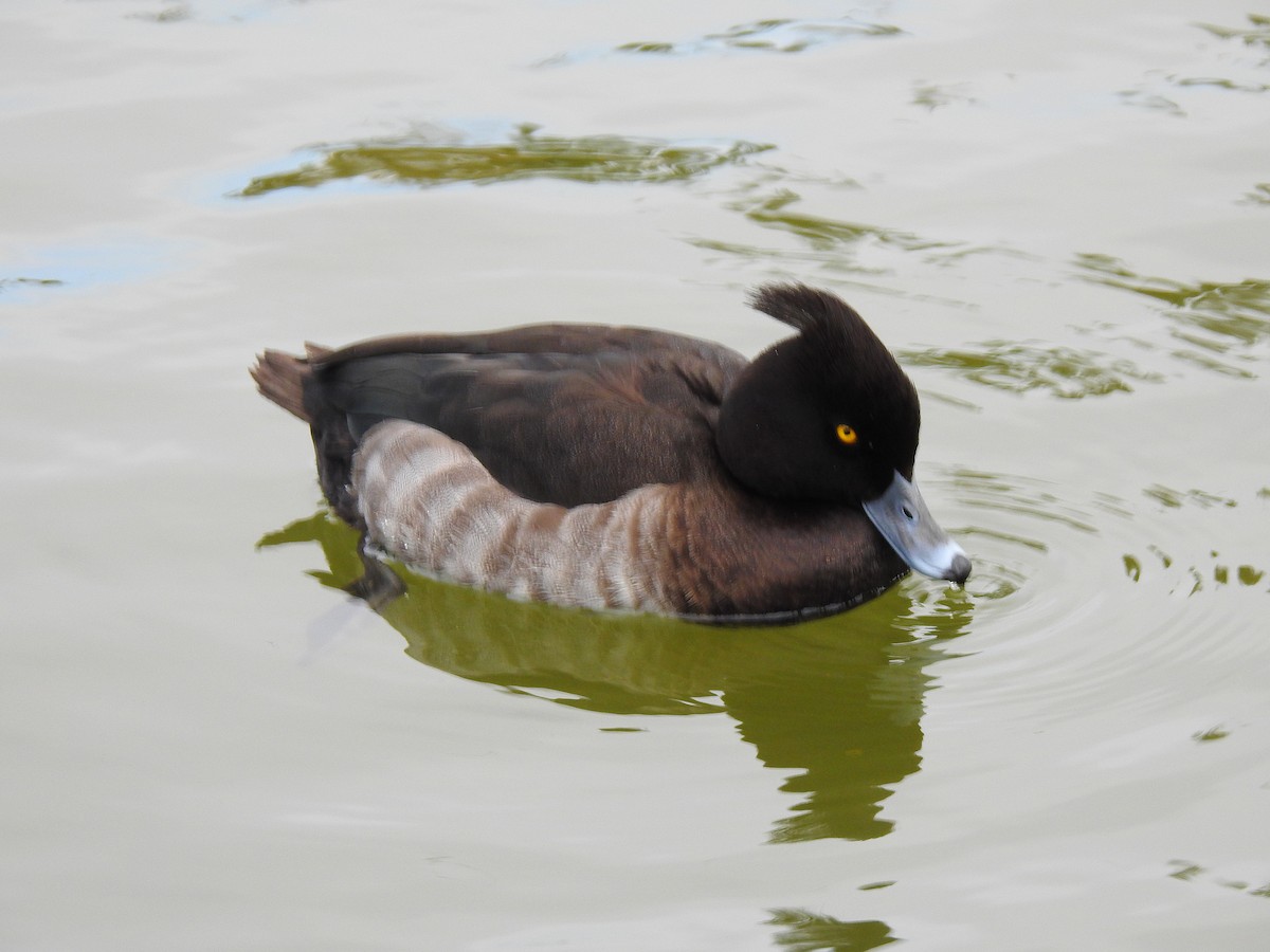 Чернь чубата - ML646037576