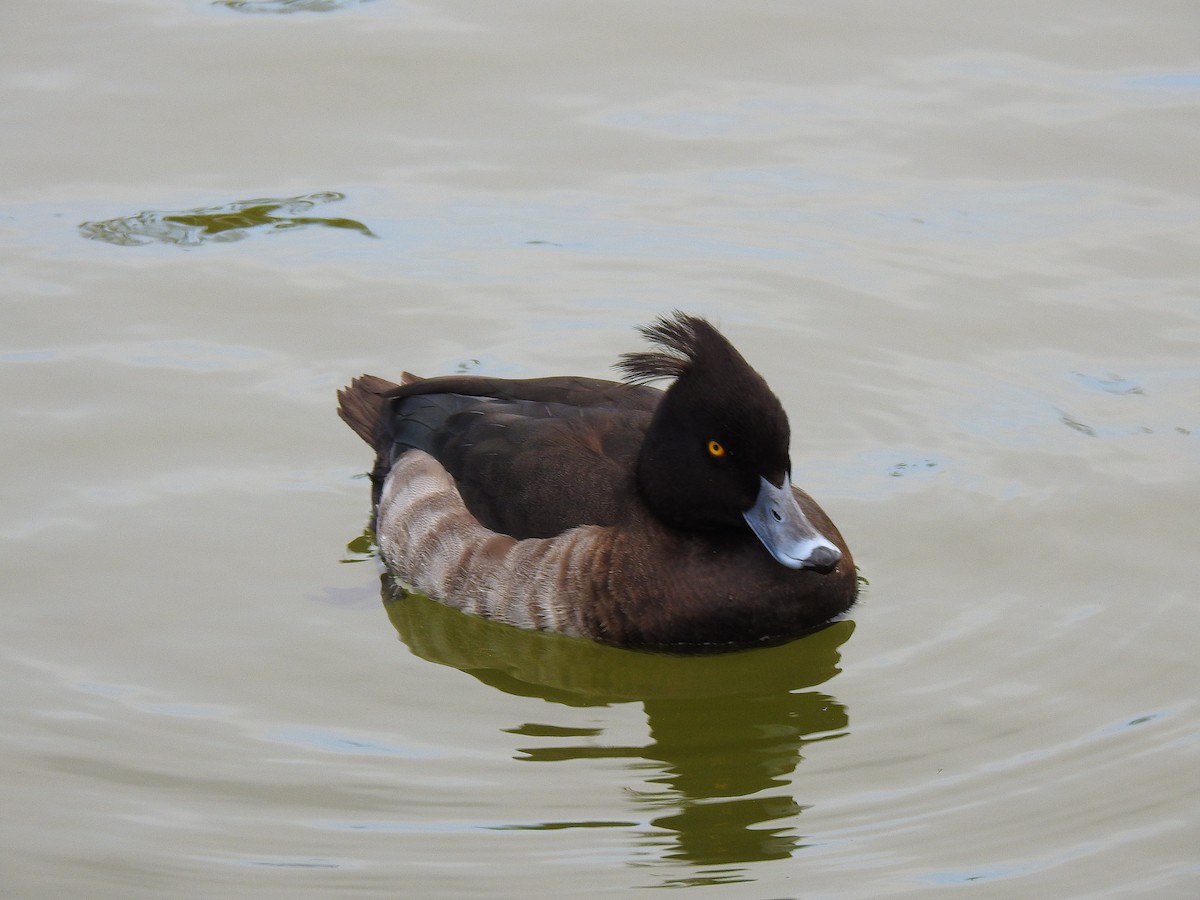 Чернь чубата - ML646037577