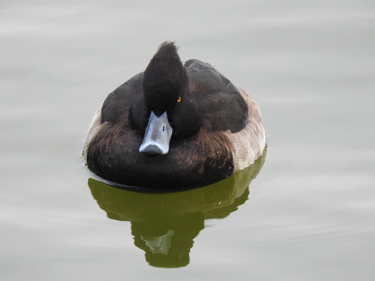 Чернь чубата - ML646037581