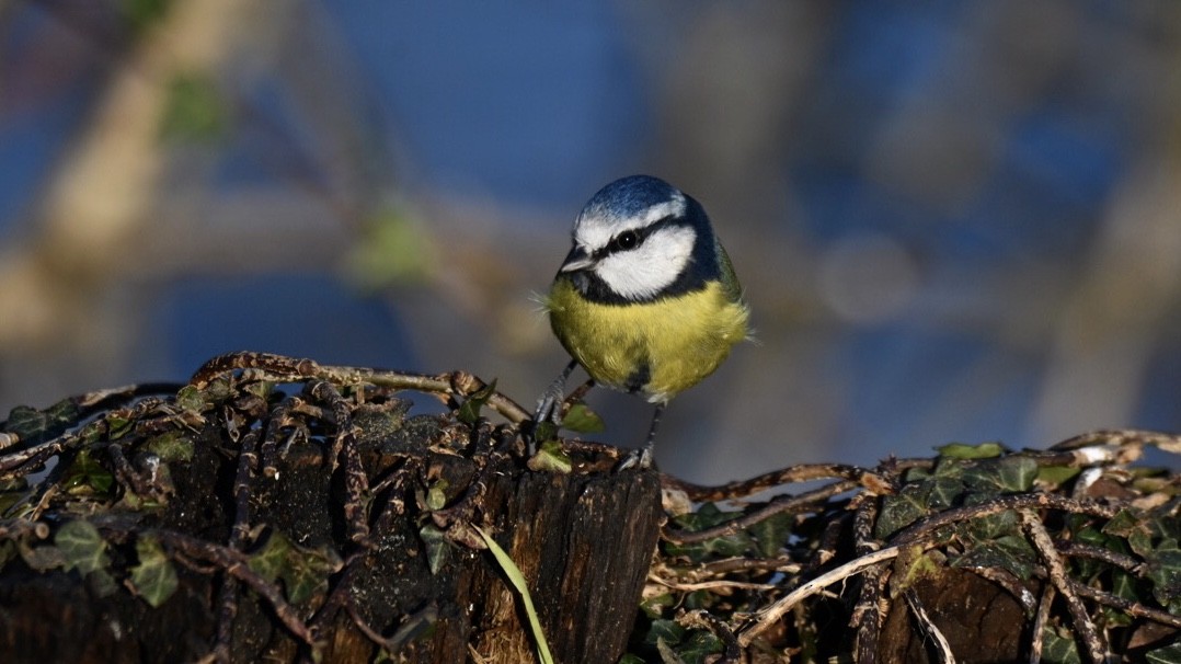 Eurasian Blue Tit - ML646037582