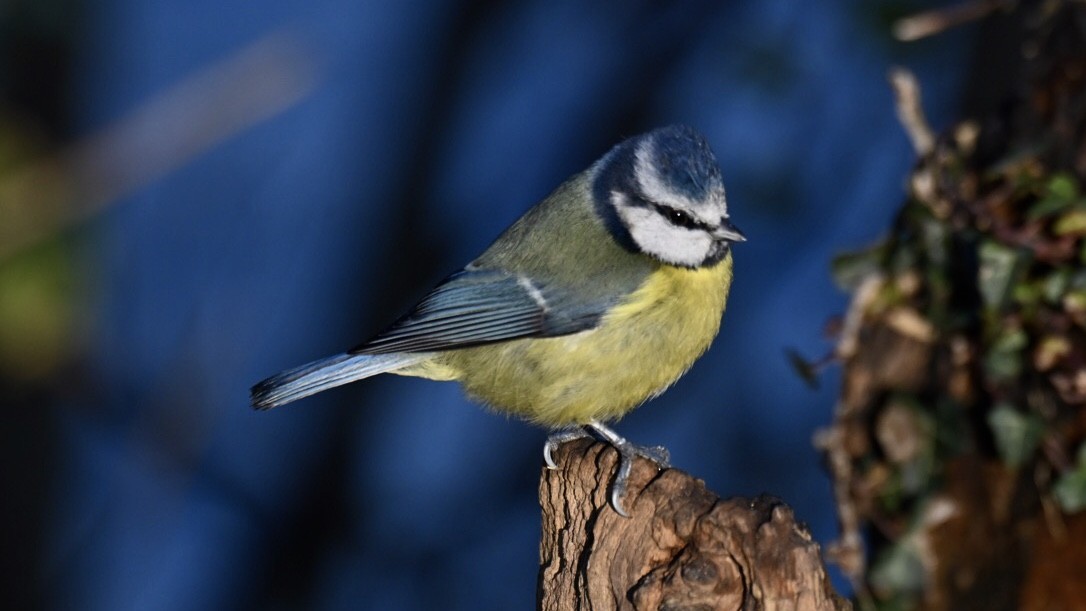 Eurasian Blue Tit - ML646037583