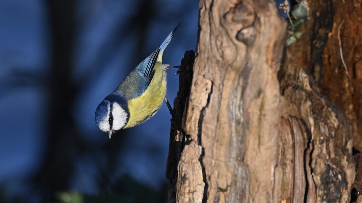 Eurasian Blue Tit - ML646037584