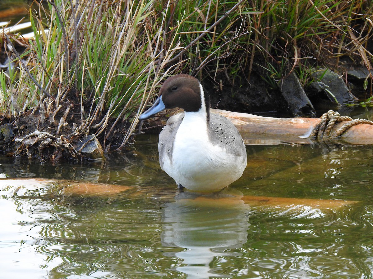 Шилохвіст північний - ML646037585