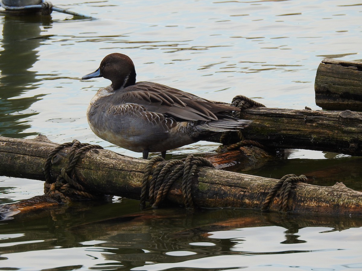 Шилохвіст північний - ML646037586