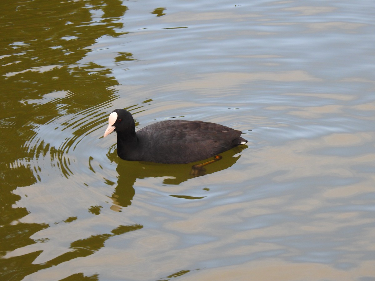 Лиска звичайна - ML646037588