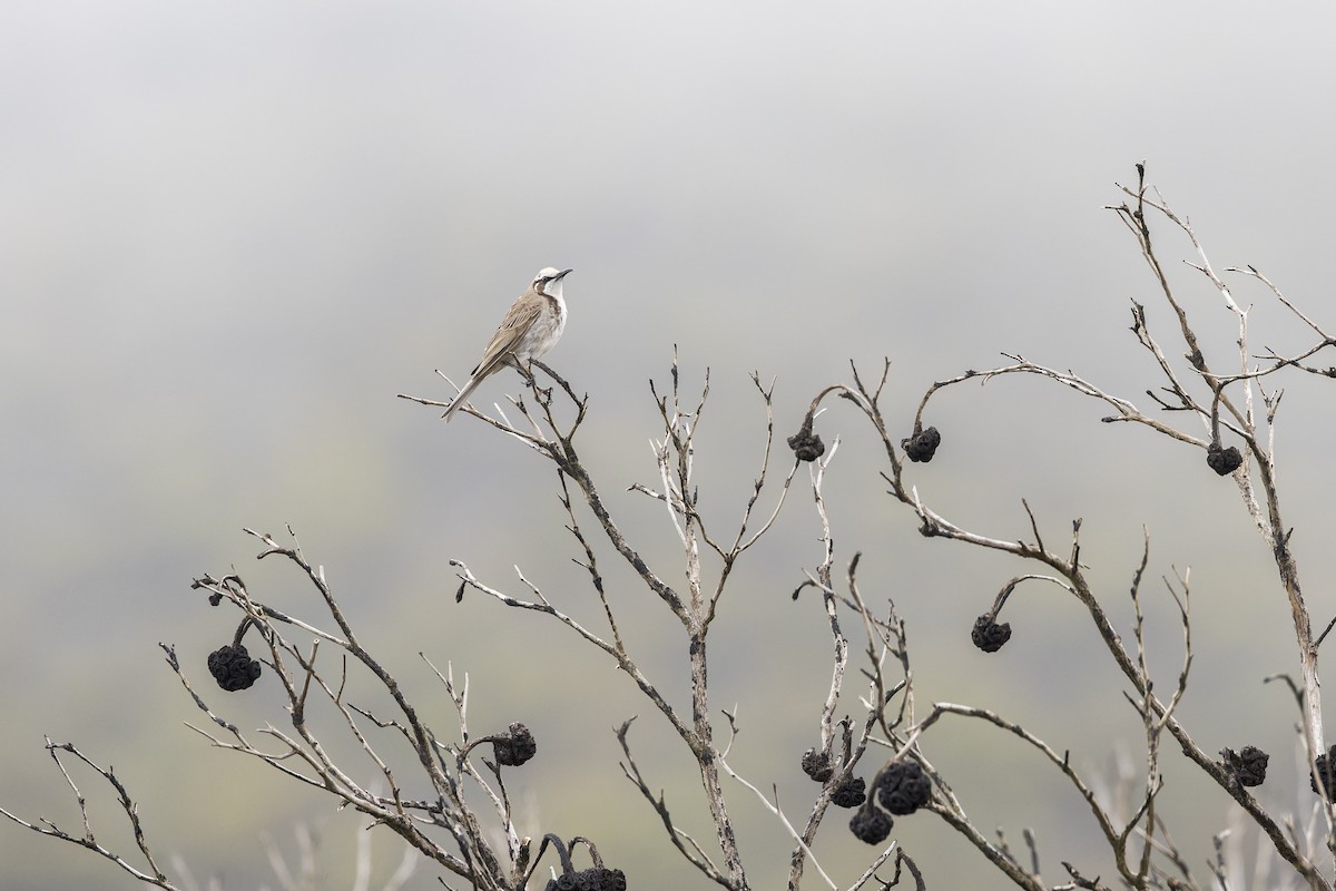 medosavka linduškovitá - ML646037592