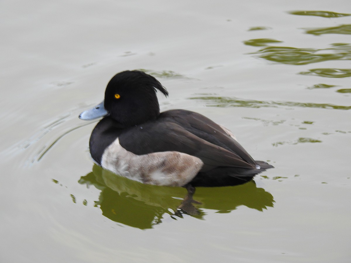 Чернь чубата - ML646037594