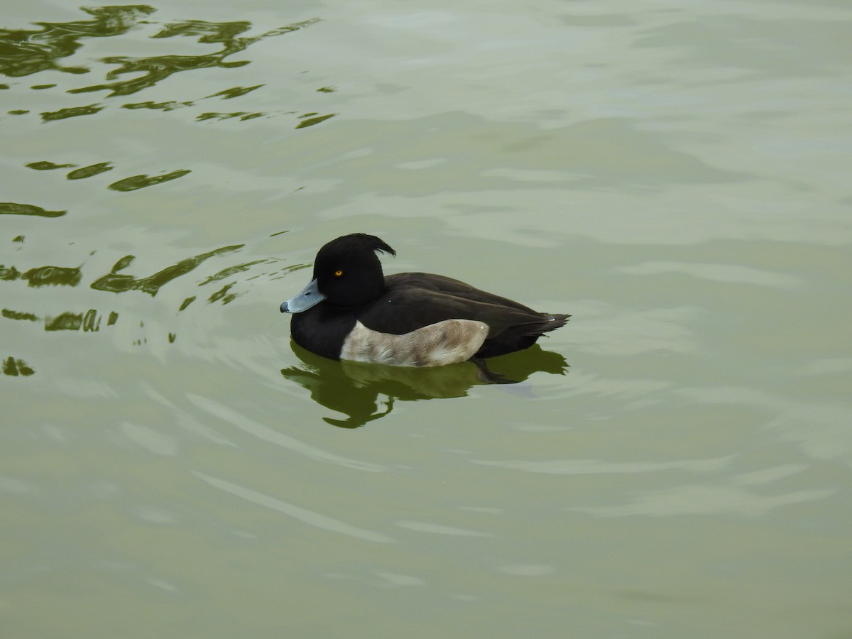 Чернь чубата - ML646037595