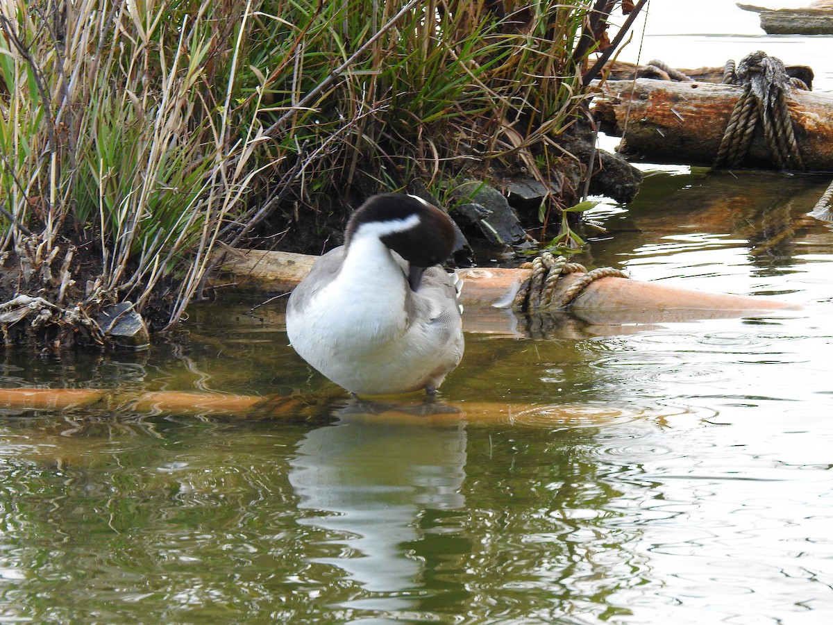 Шилохвіст північний - ML646037599