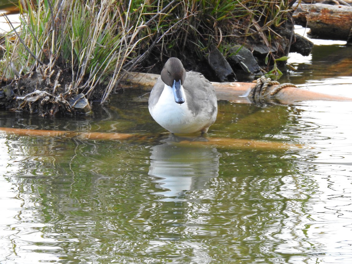 Шилохвіст північний - ML646037600