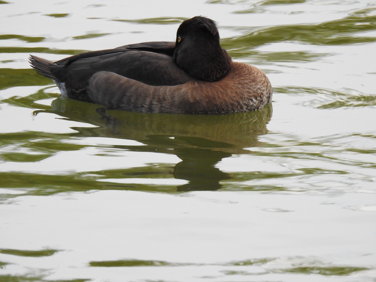 Чернь чубата - ML646037602