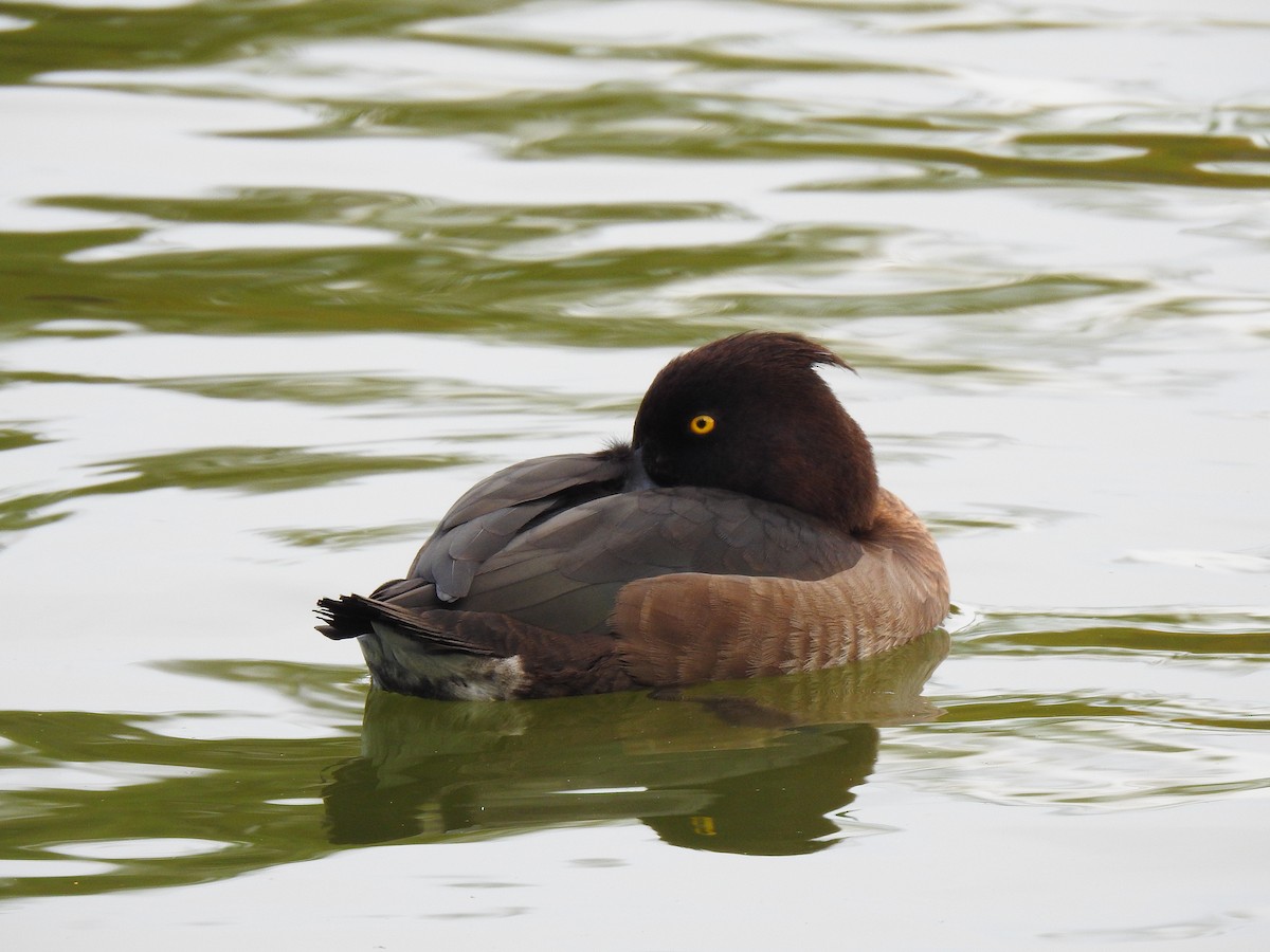 Чернь чубата - ML646037603