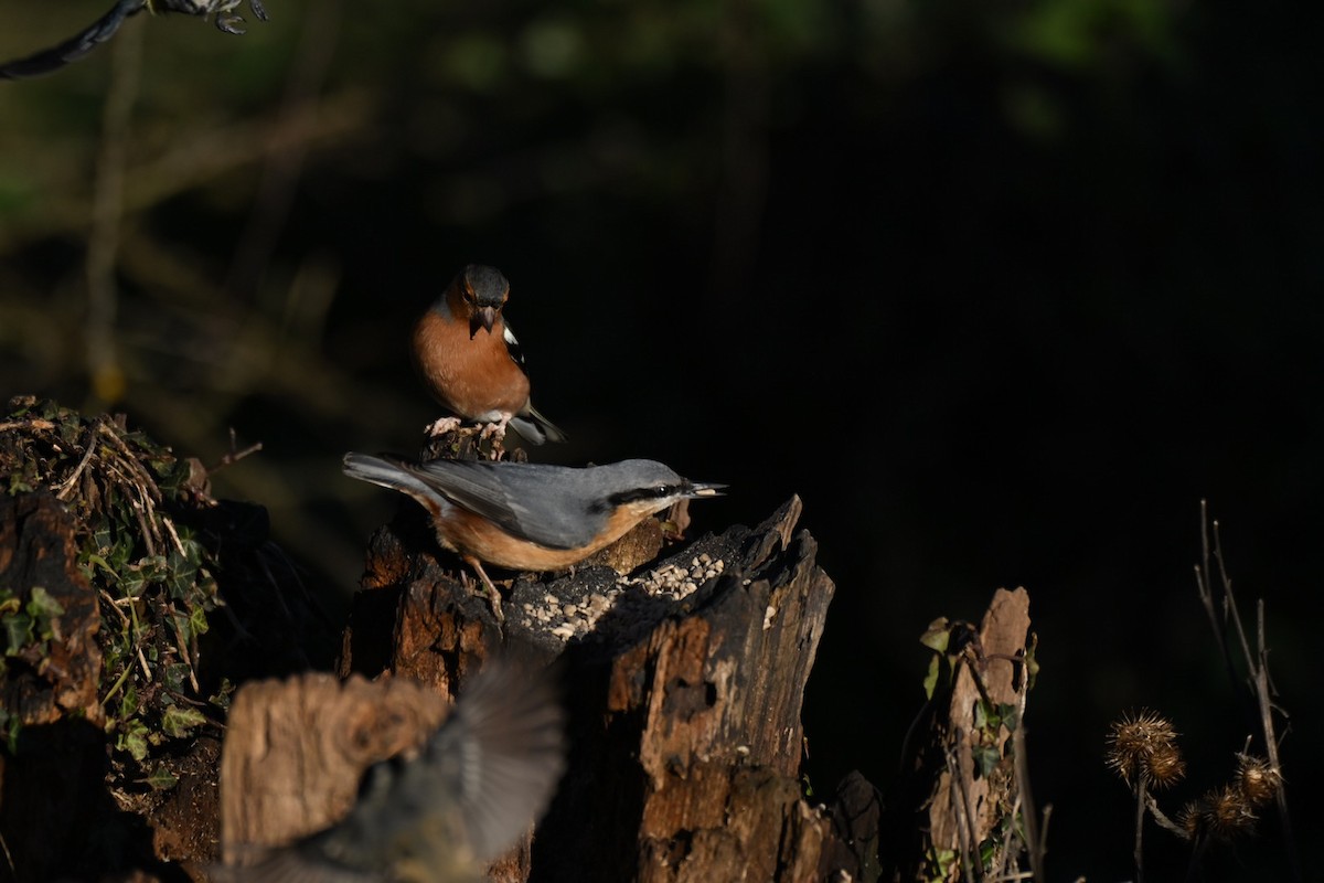 Eurasian Nuthatch - ML646037604