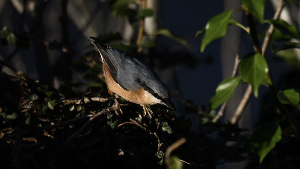 Eurasian Nuthatch - ML646037605