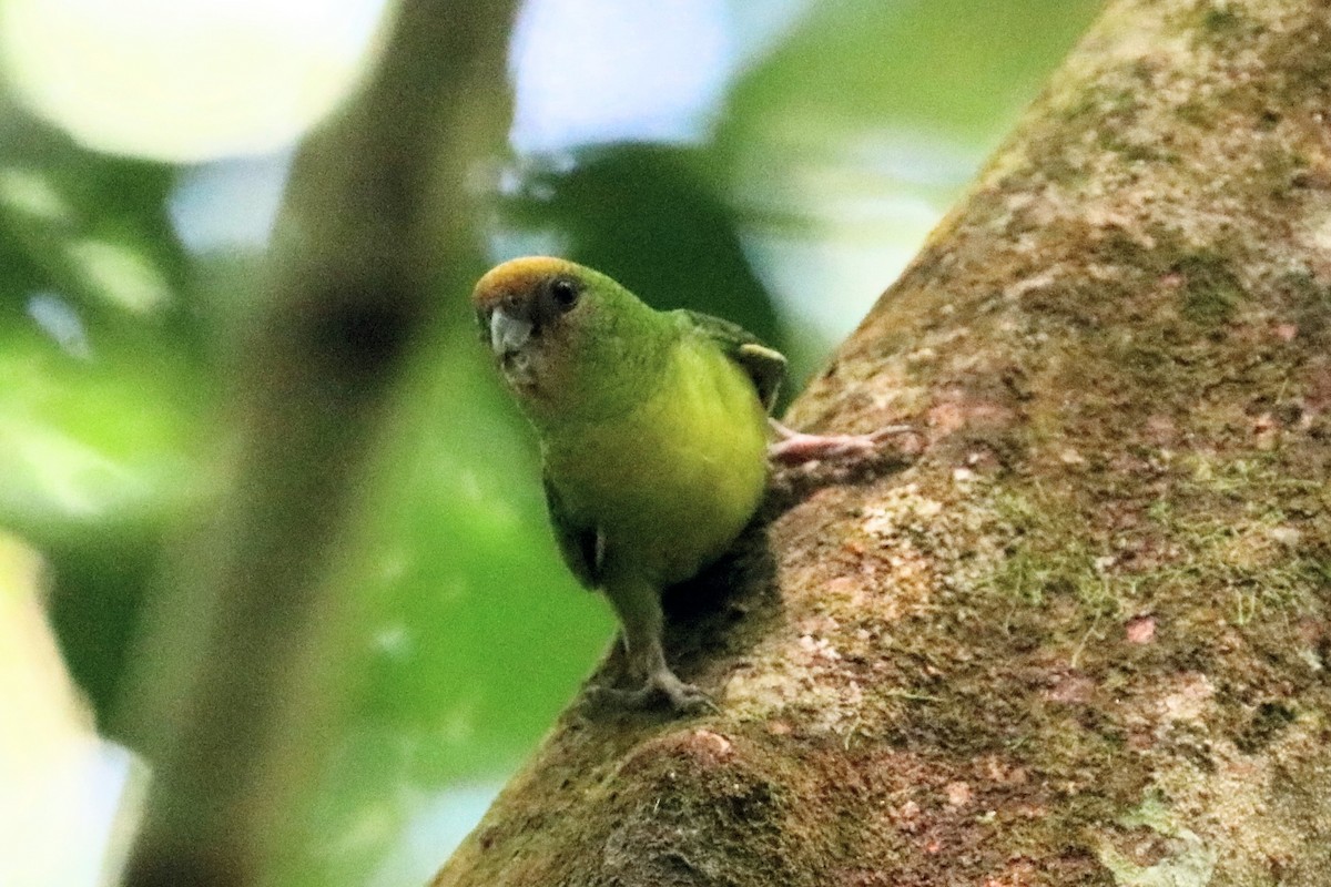 Yellow-capped Pygmy-Parrot - ML646037606