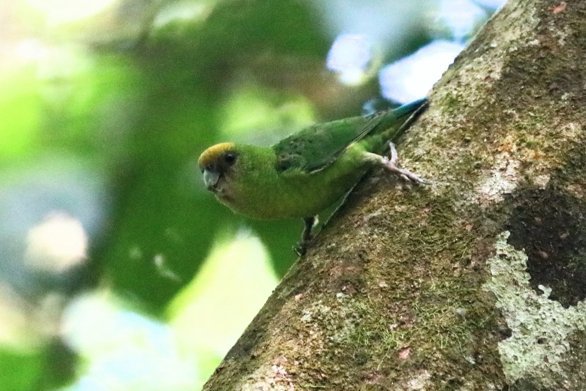 Yellow-capped Pygmy-Parrot - ML646037607