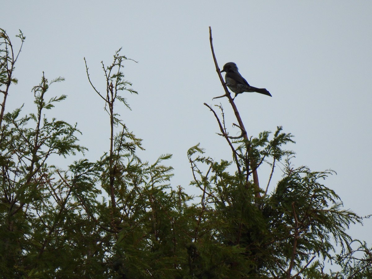 Оливник короткопалий - ML646037610