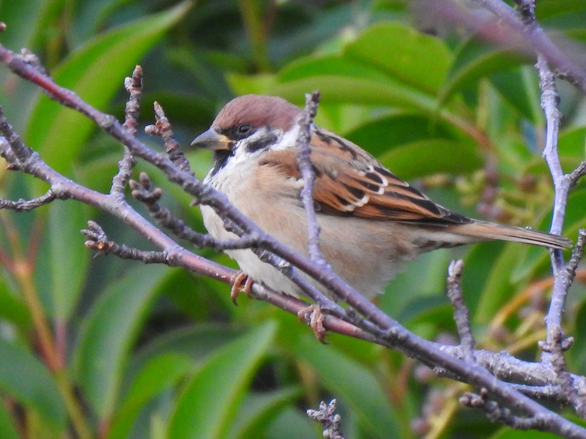 Горобець польовий - ML646037612