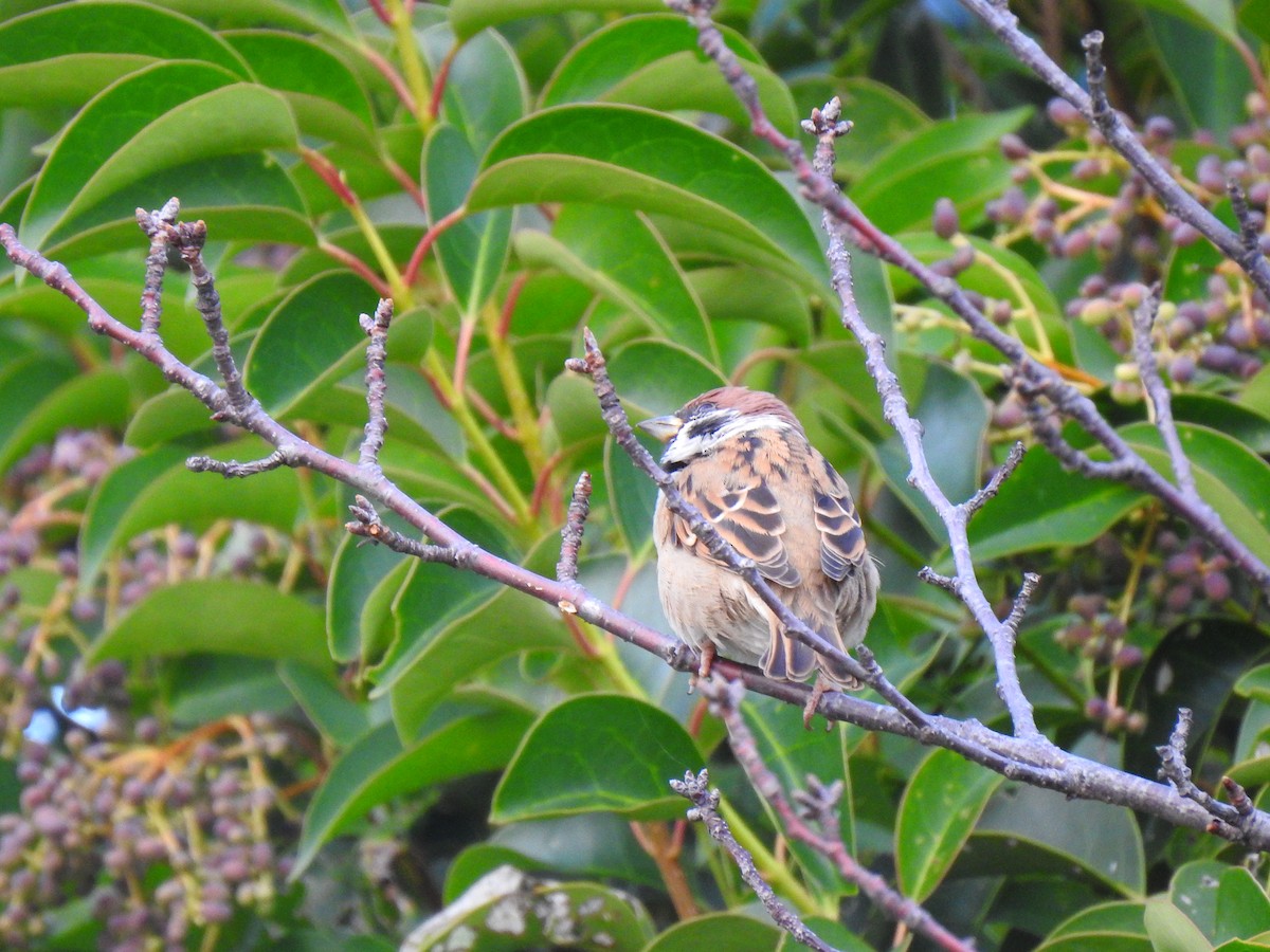 Горобець польовий - ML646037613