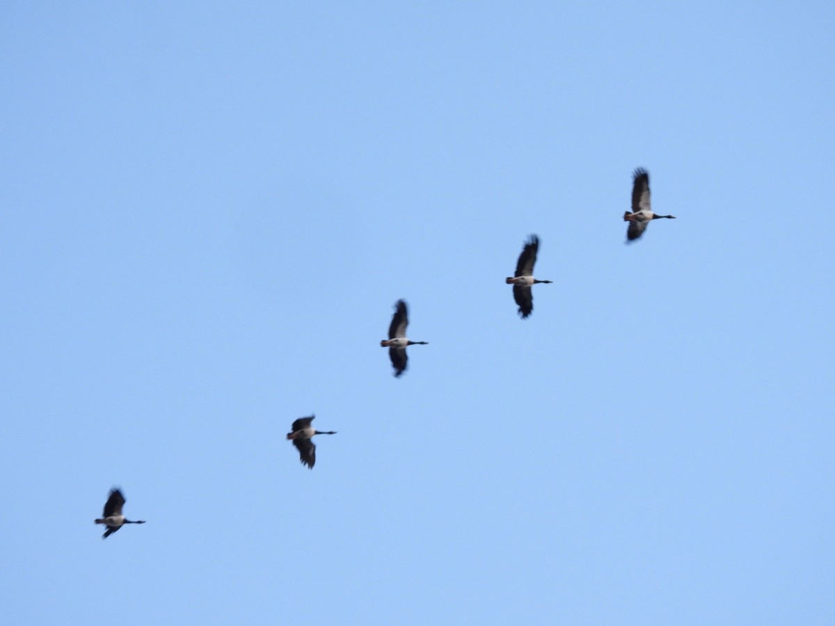 Magpie Goose - ML646037614