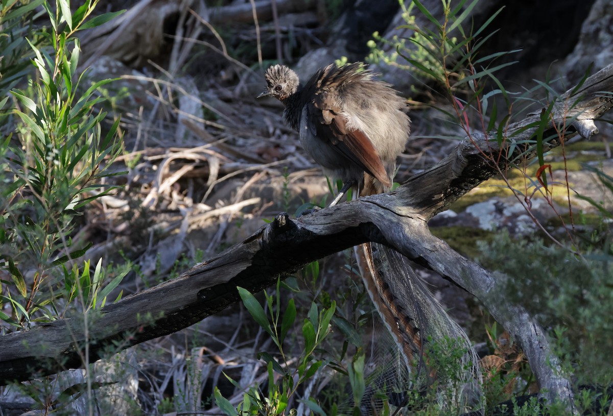 Superb Lyrebird - ML646037616