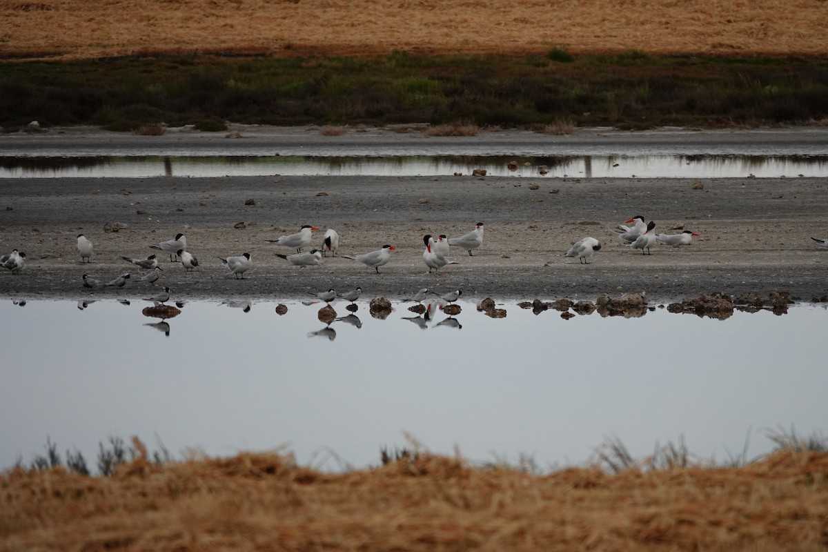 Raubseeschwalbe - ML646037617