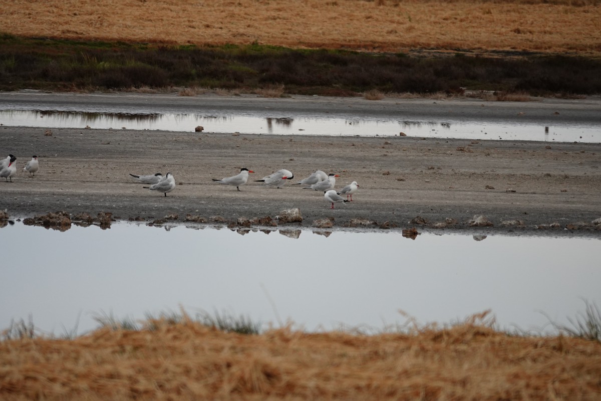 Raubseeschwalbe - ML646037618