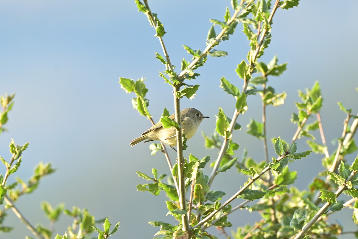 Ruby-crowned Kinglet - ML646037621