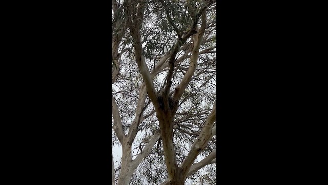 Tawny Frogmouth - ML646037623