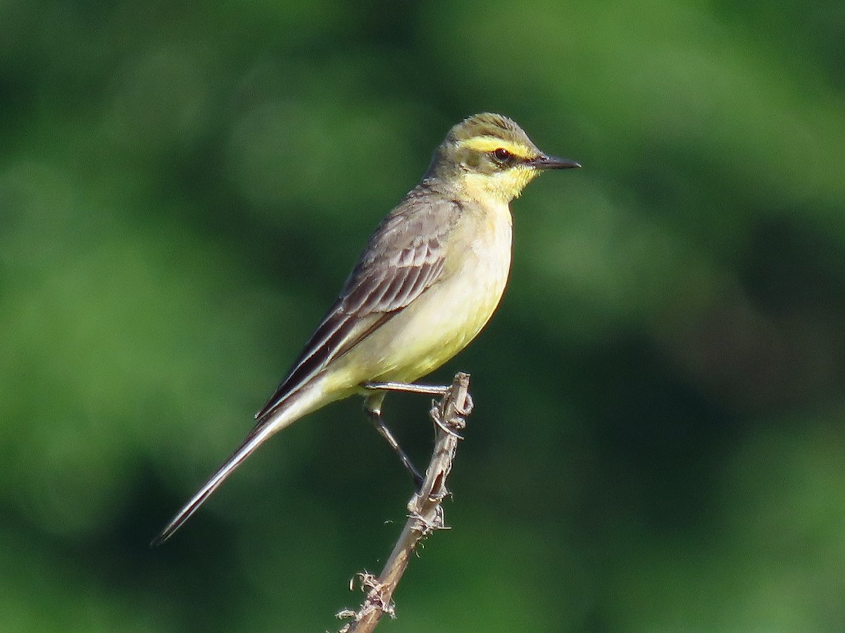 Eastern Yellow Wagtail (Green-headed) - ML646037624