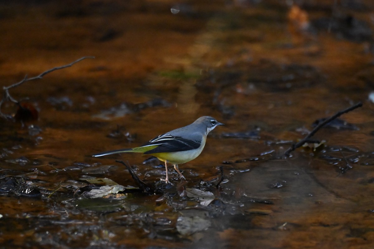 Gray Wagtail - ML646037626