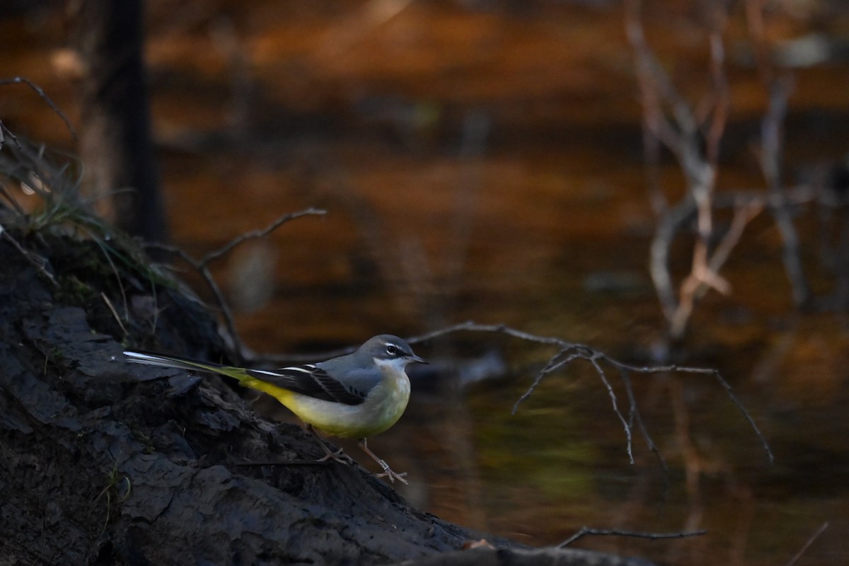Gray Wagtail - ML646037627